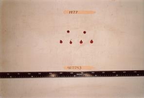 Click for 1 image(s) for this accession. FRUIT
